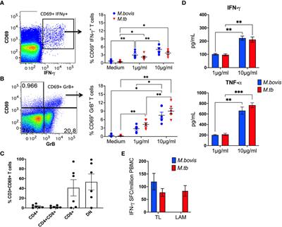 Impact of SIV infection on mycobacterial lipid-reactive T cell responses in Bacillus Calmette-Guérin (BCG) inoculated macaques